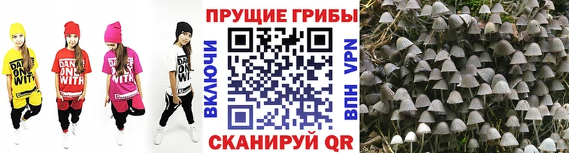 купить   Шахты  Галлюциногенные грибы Cubensis 